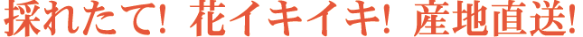 �̂ꂽ�āI�ԃC�L�C�L�I�Y�n�����I