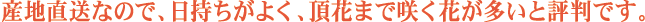 �Y�n�����Ȃ̂ŁA�Ύ������悭�A���Ԃ܂ō炭�Ԃ������ƕ]���ł��B
