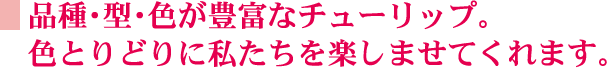 �i��E�^�E�F���L�x�ȃ`���[���b�v�B
�F�Ƃ�ǂ�Ɏ��������y���܂��Ă���܂��B